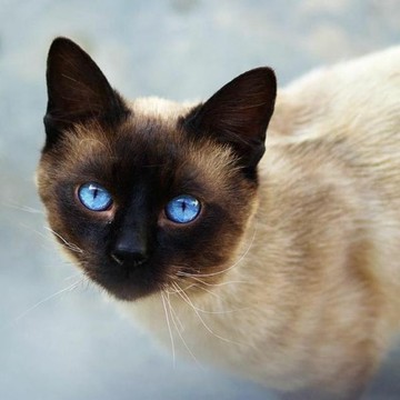 香港发货泰国暹罗猫星罗猫幼猫星逻活体宠物短毛英短布偶宠物猫咪