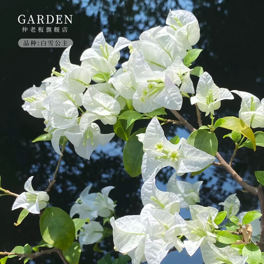 白色三角梅盆栽-白色三角梅盆栽促销价格、白色三角梅盆栽品牌- 淘宝