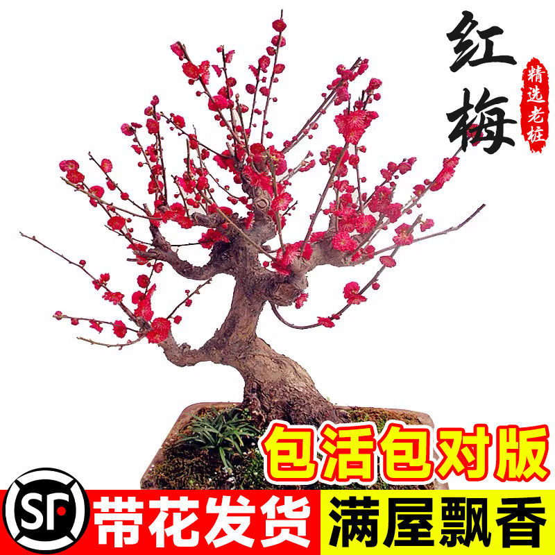 红梅红梅盆景-红梅红梅盆景促销价格、红梅红梅盆景品牌- 淘宝