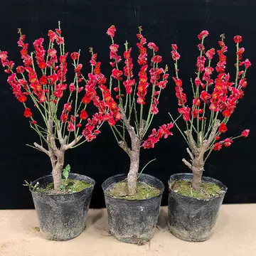 紅梅 盆栽　赤花 y-bonsai_y1159