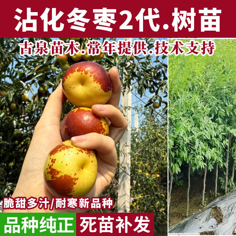 两年生矮化枣树-两年生矮化枣树促销价格、两年生矮化枣树品牌- 淘宝