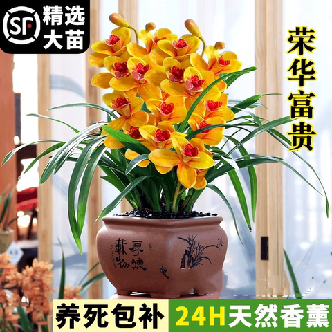 富贵兰精选和富贵兰品牌价格与图片-淘宝商品网