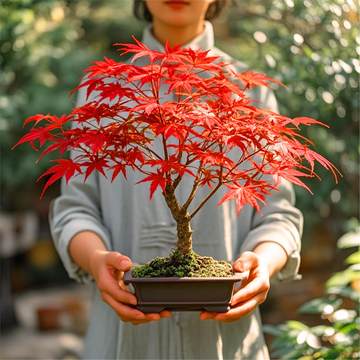 红枫树盆栽-红枫树盆栽促销价格、红枫树盆栽品牌- 淘宝