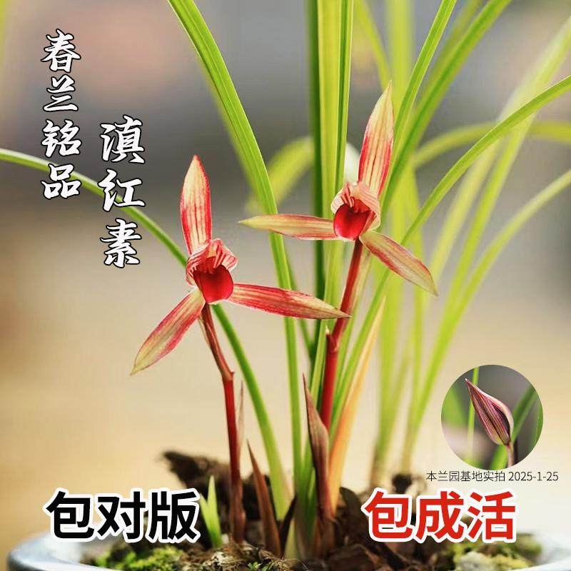 中国四川蘭　水晶紅素　7本立　花芽1 醉红素兰花-醉红素兰花促销价格、醉红素兰花品牌- 淘宝