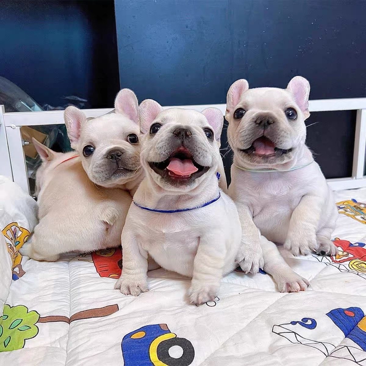 斗犬-斗犬促销价格、斗犬品牌- 淘宝, image size:1200x1200