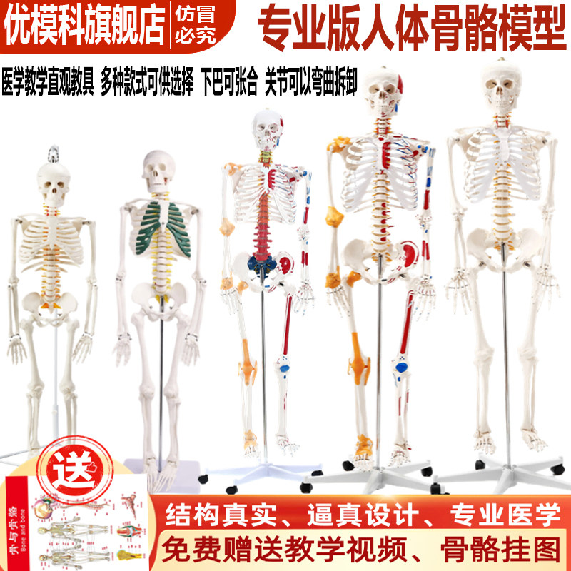 骨模型 可拆卸骨骼模型-可拆卸骨骼模型促销价格、可拆卸骨骼模型品牌- 淘宝