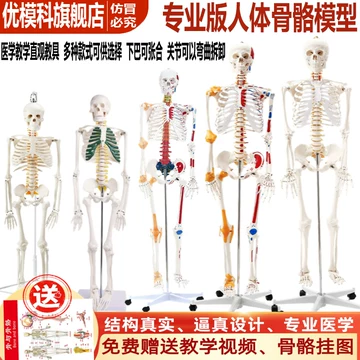 骨模型 頭蓋骨模型 A20N