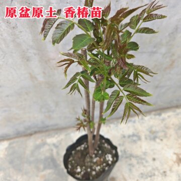 红油香椿苗树-红油香椿苗树促销价格、红油香椿苗树品牌- 淘宝