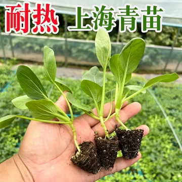 上海青菜苗-上海青菜苗促销价格、上海青菜苗品牌- 淘宝