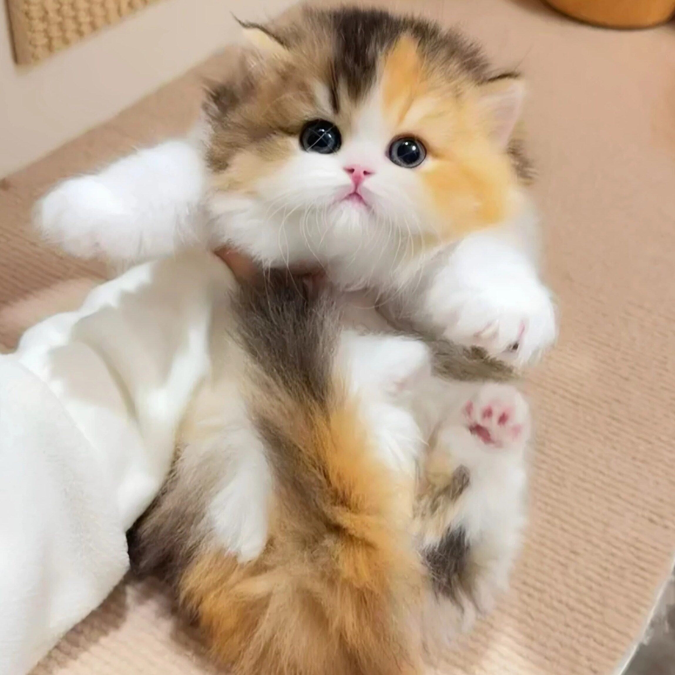 三花猫幼崽-三花猫幼崽促销价格、三花猫幼崽品牌- 淘宝