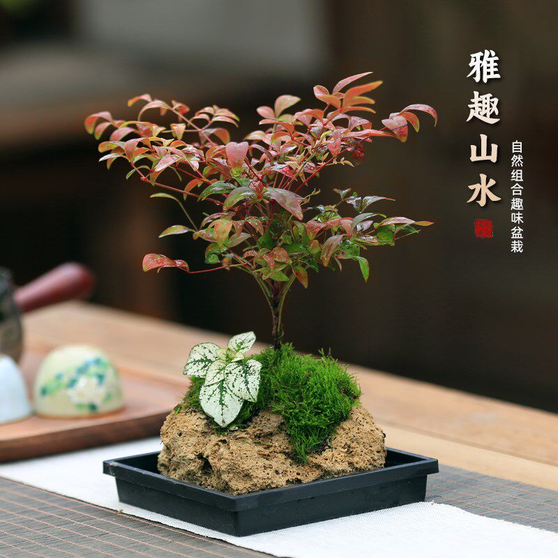 竹葉石 水石 鑑賞石 盆栽石 盆栽 内门竹吸水石盆栽-内门竹吸水石盆栽促销价格、内门竹吸水石盆栽品牌- 淘宝