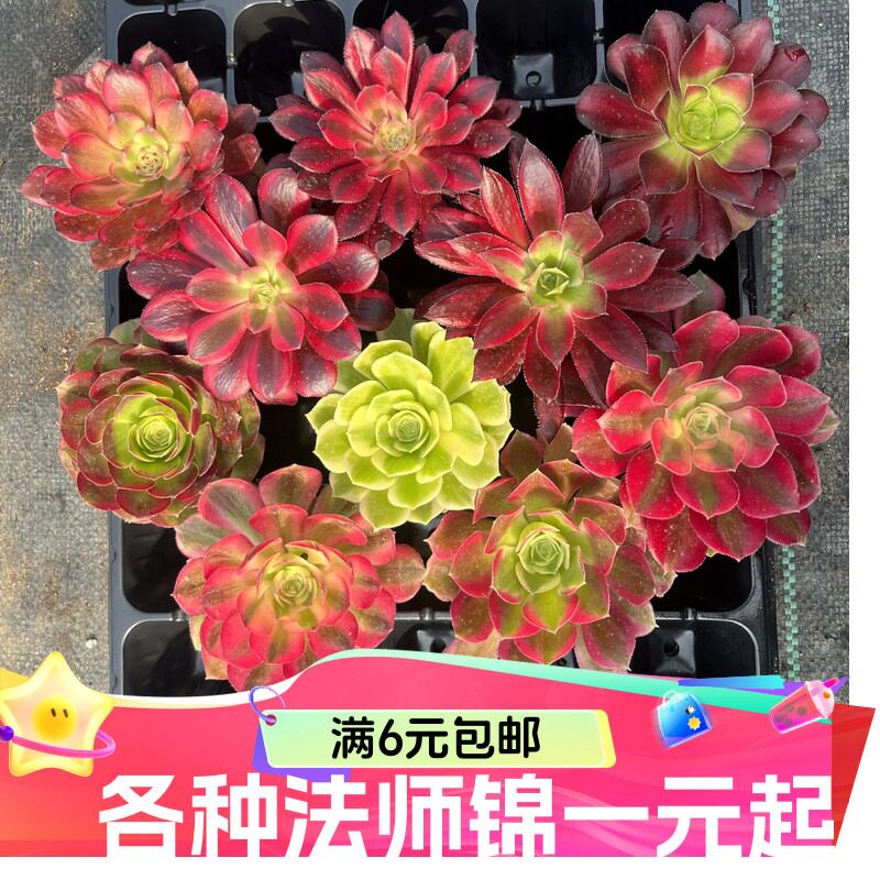 法师多肉精品-法师多肉精品促销价格、法师多肉精品品牌- 淘宝