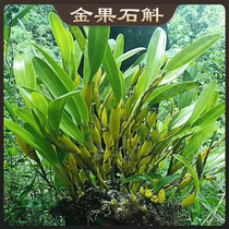 Dendrobium also known as the golden fruit branches has a fruit shape on the ornamental value of high and rare food.