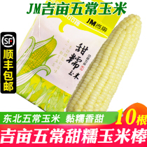 Shunfeng spot Ji Mu Wuchang sweet white corn cob 1 pack 10 northeast non genetically modified sticky glutinous belt skin