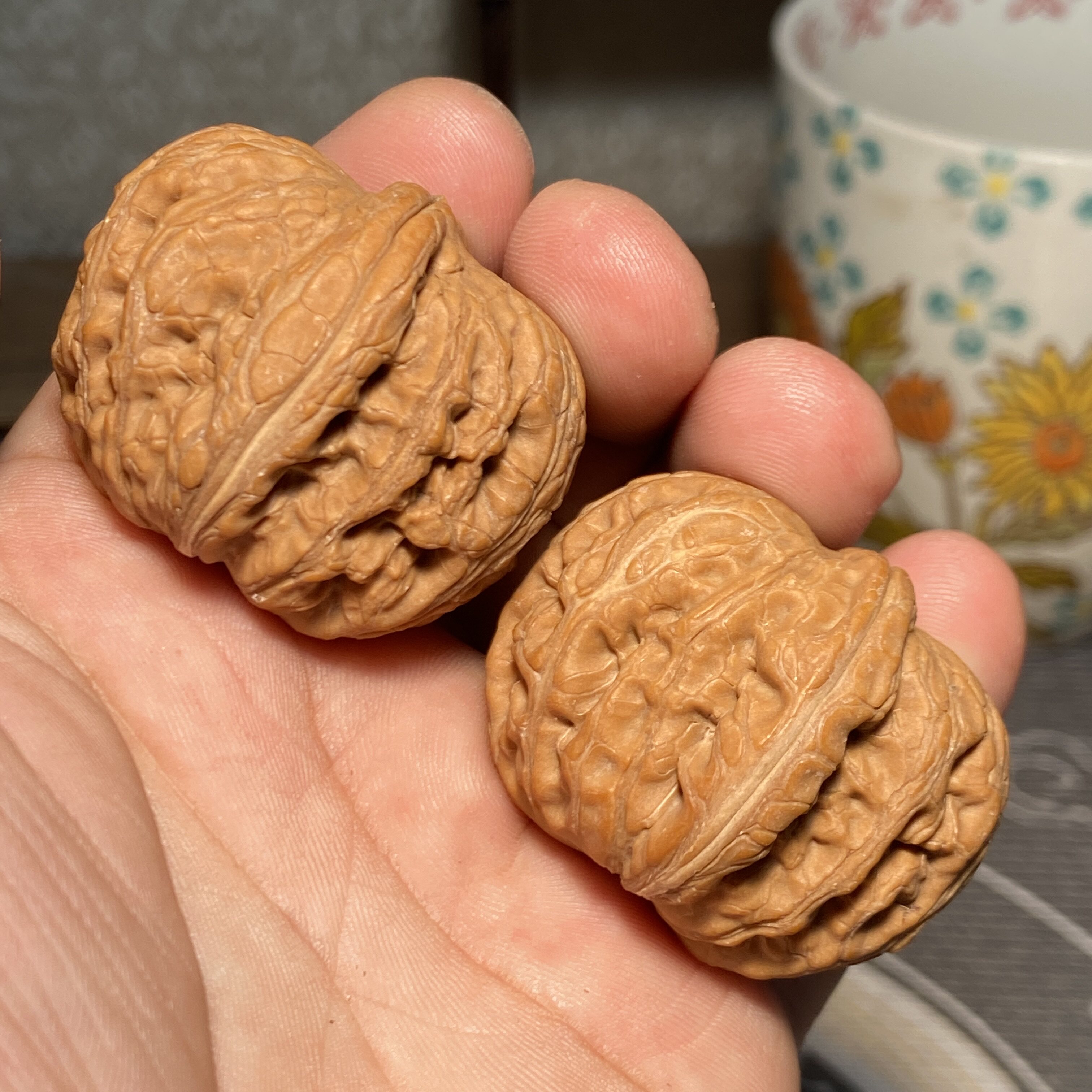 白狮子原生核桃-白狮子原生核桃促销价格、白狮子原生核桃品牌- 淘宝