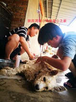 Insignificant and vital Shaanxi Weinan Small Animal Love Home