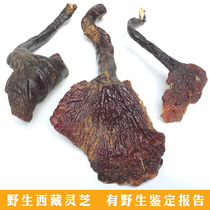 Pure wild Tibetan Ganoderma lucidum white heart white meat Red Zhi Selected whole dried Nyingchi 250g tablets Bubble wine medicine tea