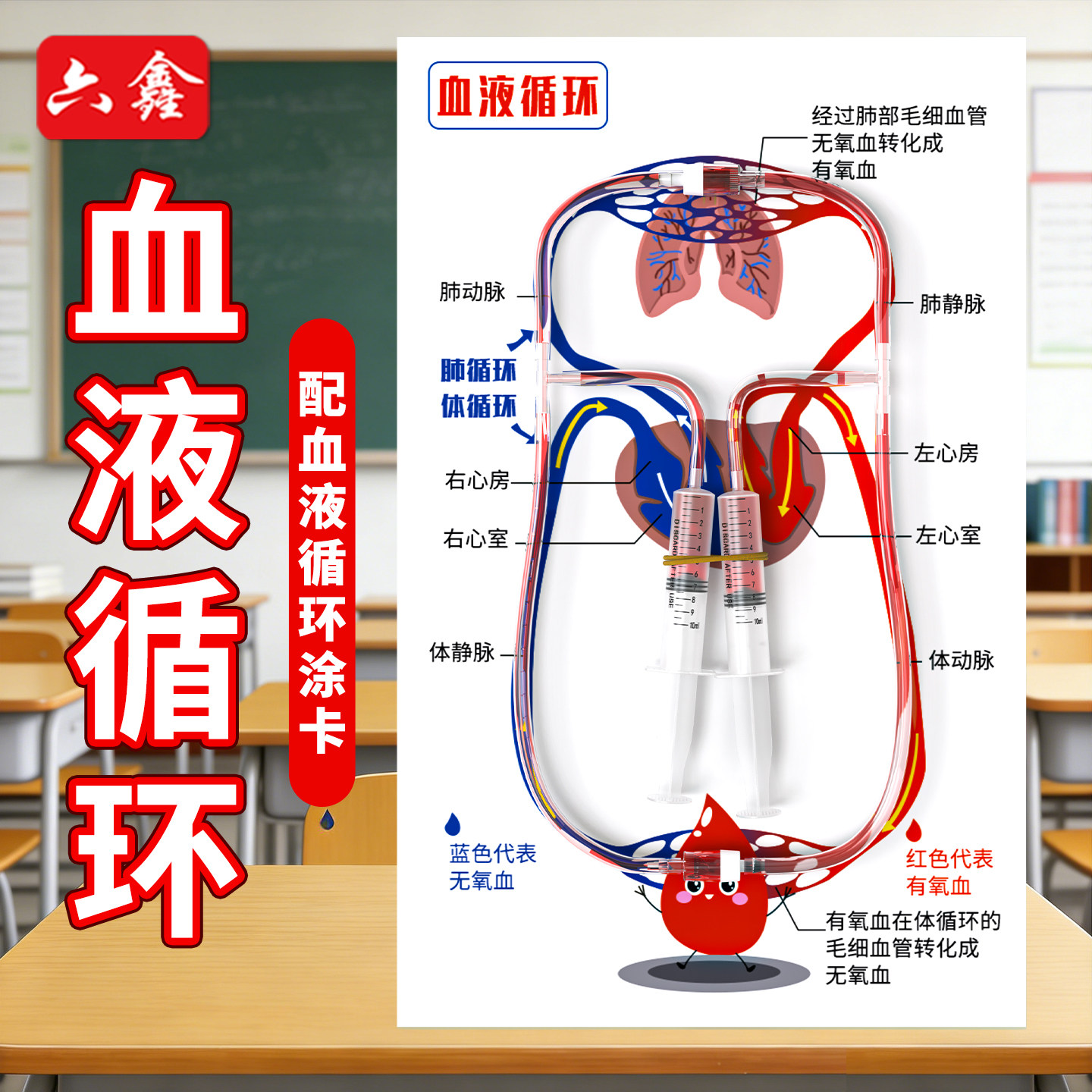 人体循环系统模型教具-人体循环系统模型教具促销价格、人体循环系统
