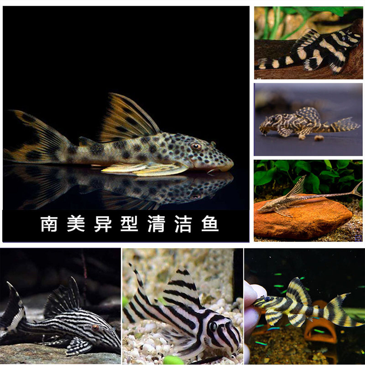 异型鱼-异型鱼促销价格、异型鱼品牌- 淘宝