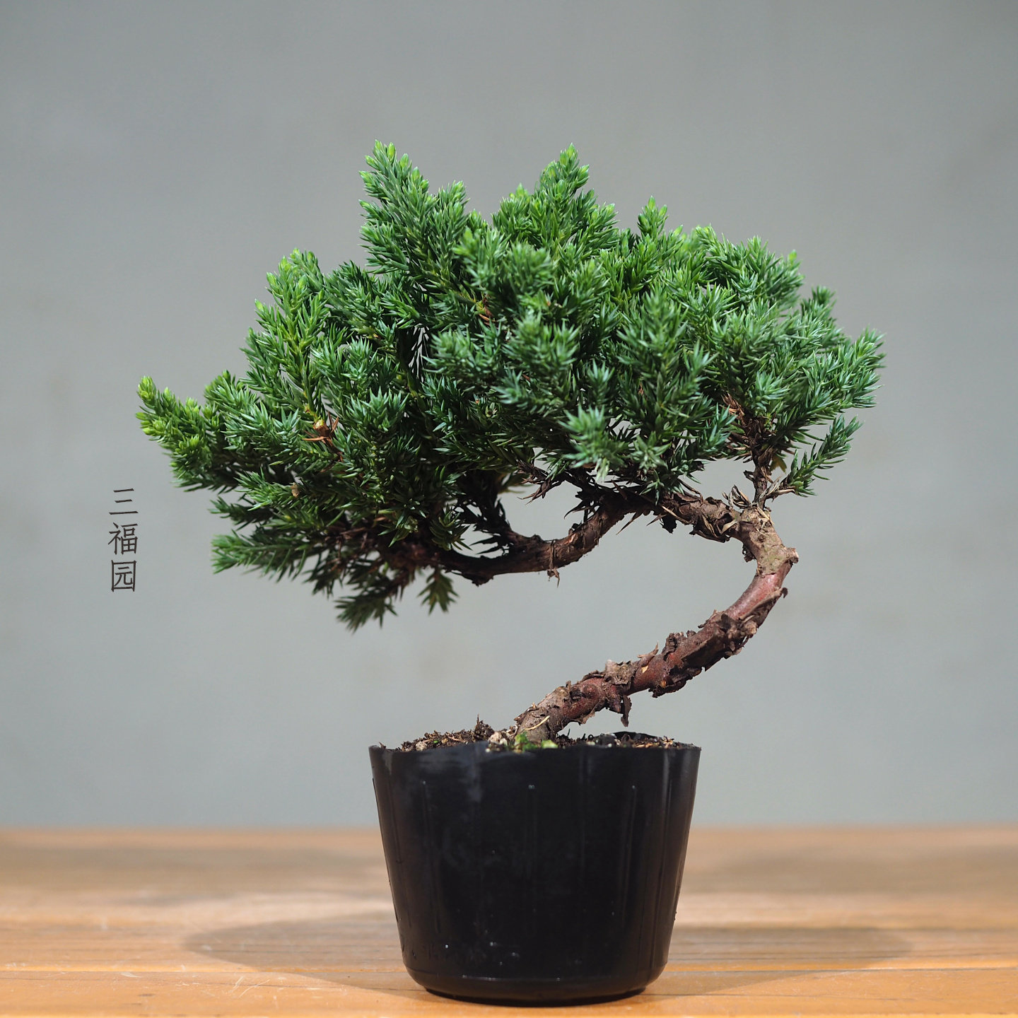 日本真柏小品盆栽-日本真柏小品盆栽促销价格、日本真柏小品盆栽品牌- 淘宝