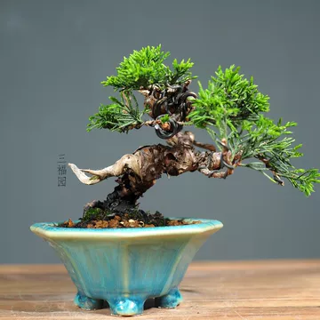 日本真柏小品盆栽-日本真柏小品盆栽促销价格、日本真柏小品盆栽品牌- 淘宝