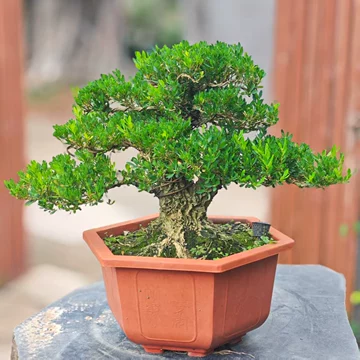 黄楊木 刻 根木台(K-HA524) 黄楊木 刻 根木台(K-HA524) 黄楊木 刻 根木台(K-HA524)