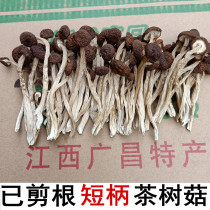  Jiangxi Guangchang semi-wild unopened umbrella tea tree mushroom Fresh mushroom short handle tender tea mushroom Shiitake mushroom dried goods 500g
