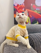 Cream is a hairless cat Sphinx Devon pet cat general autumn and winter bean curly warm clothes