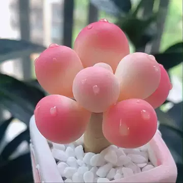 水蜜桃多肉植物-水蜜桃多肉植物促销价格、水蜜桃多肉植物品牌- 淘宝