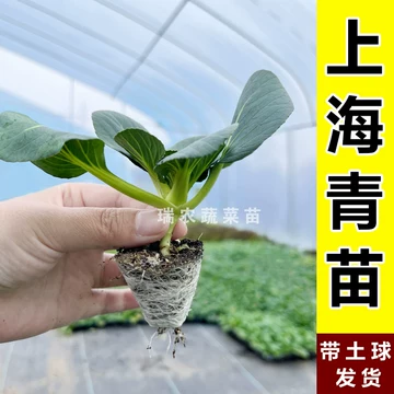上海青菜苗-上海青菜苗促销价格、上海青菜苗品牌- 淘宝