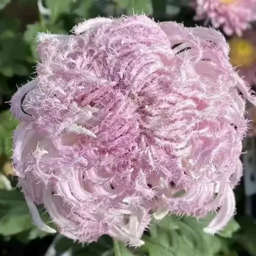 鹅毛粉黛大菊苗-鹅毛粉黛大菊苗促销价格、鹅毛粉黛大菊苗品牌- 淘宝