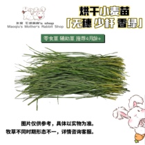 (Drying wheat grass) Early spring harvest of wheat seedlings to dry wheat seedling tender grass