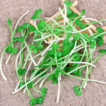 Simulation of tooth vegetable seedlings model bean sprouts chicken vegetables food plate accessories shooting props playing home Toys
