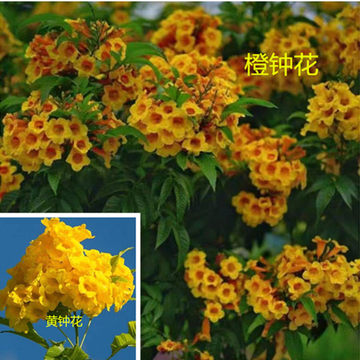 橙钟花-橙钟花促销价格、橙钟花品牌 - 淘宝