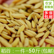 Rice rice with hulled rice high quality rice Jiangsu Zhejiang Shanghai 50kg chicken duck Bird pigeon pet feed