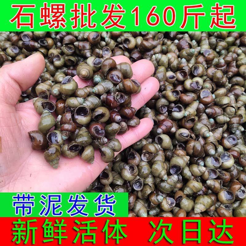 🎉尝鲜必备！田螺鲜活养殖石螺，带你解锁地道风味秘诀！🎁-旅行团-淘宝好物网