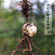 Dabashan Wild Lily Rice Lily powder waxy sulfur-free Lily dry 250g wins Lanzhou fresh lily