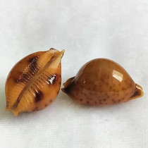 Golden Pearl snail 1 5-2cm natural shell conch high quality collection specimen shellfish natural color volume smaller