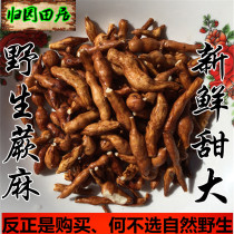 Gansu pure natural wild fern hemp small ginseng fruit new goods big sweet sweet place 2800 meters above sea level
