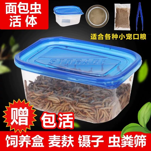 Хлеб -червь Живой желтый порошок насекомые