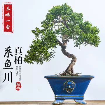 ajisawa 真柏 盆栽2 ソナレ盆栽！ ajisawa ソナレ 盆栽