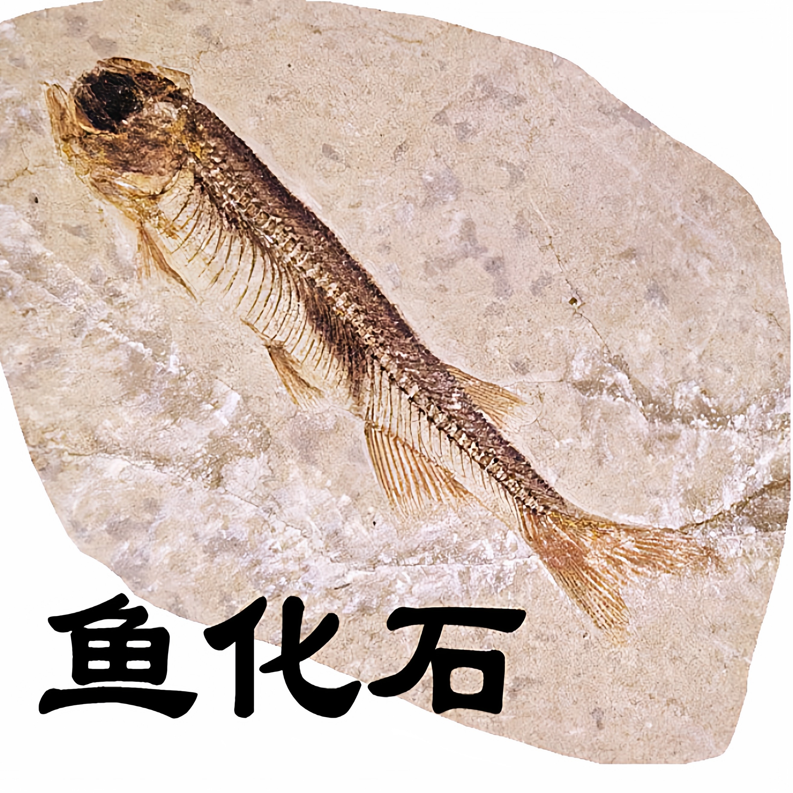 恐竜時代の絶滅古代魚、中国遼寧省産のリコプテラ（Lycoptera）の化石 