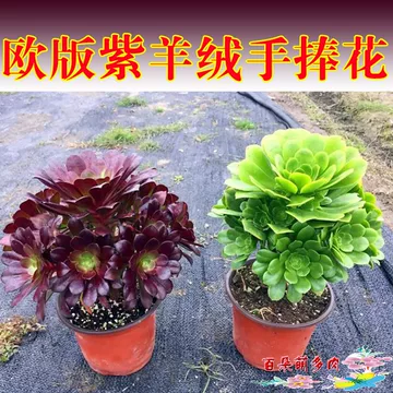 法师多肉植物老桩-法师多肉植物老桩促销价格、法师多肉植物老桩品牌- 淘宝