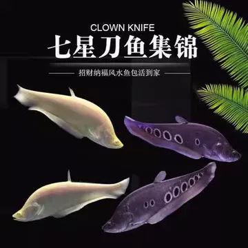 2024.10.20最新作品 熱帯魚七星刀 遊ばせ