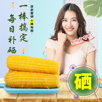 230g*10 pieces]Luyin selenium-rich yellow waxy corn Fresh waxy corn cob sticky vacuum non-GMO freshly picked