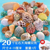 Handmade necklace shell conch shell sea starfish children handmade big conch empty bottle shop diy material living room