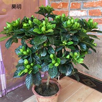 Gardenia Potted plants Large-leaf Saplings with buds Flowers Single-pole large flowers Four seasons flowering Old pile Indoor flowers