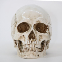New simulation resin human medical art art painting skull skull skull model props secret room