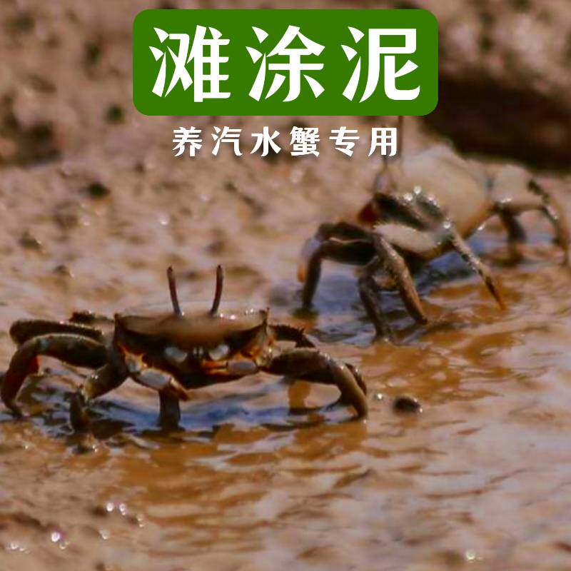 🌟微景观爱好者的必备良品——辣椒蟹生态泥铺底观赏蟹打洞泥🌊-宠物-淘宝好物网
