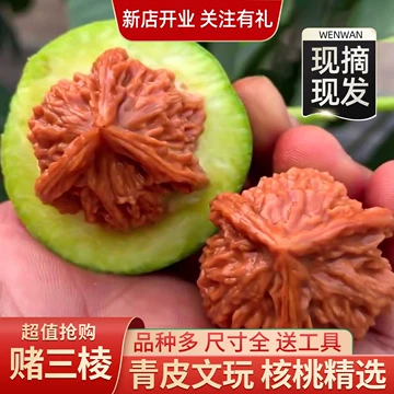 【東京文玩育成】文玩核桃 野生小众 孤品 没遇见喜欢的文玩核桃？了解一下野生小众吧_品种_纹路_分量
